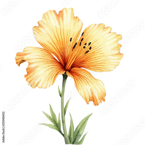 Vibrant orange hibiscus flower with green stem and leaves isolated illustration.