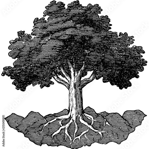 Engraved illustration of a tree with visible roots and leaves in a vector style