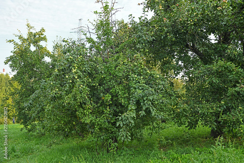 Photography Apple trees with good apple harvest in Mitino landscape park on sunny morning