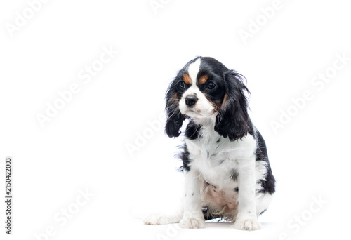 Konstfotografi Sad Cavalier King Charles Spaniel puppy on white.