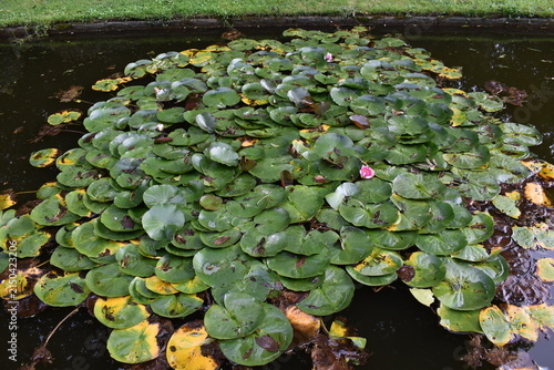 фотографія des nénuphars regroupés dans un lac