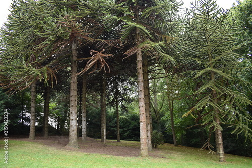 Konstfotografi arbres nommés Araucarias du Chili (Araucaria araucana), ou Désespoir des singes