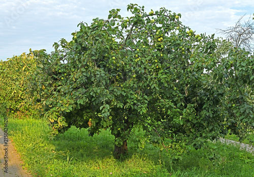 Photography Apple orchard in Mitino Landscape Park. Moscow, Russia