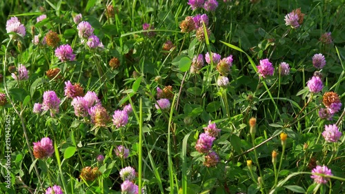 Blooming Wild Red Clover Flowers (Trifolium pratense) Growing in a Sunny Green Meadow