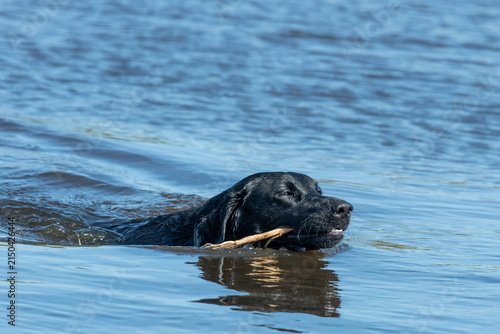 Canvastavla Head shot of a black Labrador swimming in the water