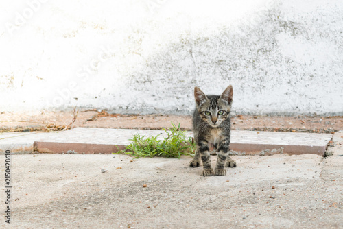 Obraz na płótnie A lone, vulnerable kitten stares bravely and resolutely ahead.