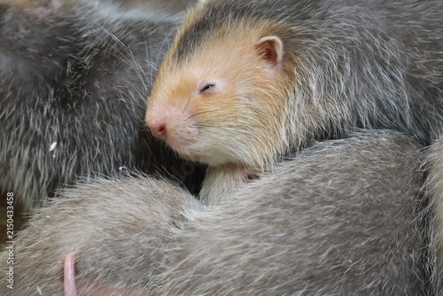 Close-Up of Sleeping Bamboo Rat