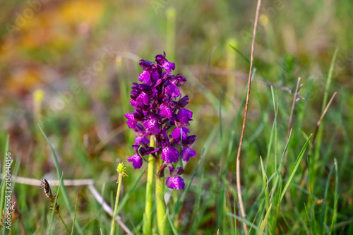 Foto Wild orchid flower blooming in a natural meadow