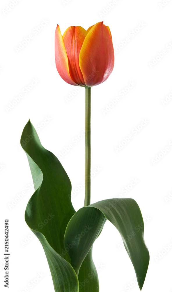Naklejka premium Bright orange and yellow tulip standing tall against a white background