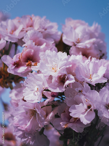 Pink Cherry Blossoms Against Blue Spring Sky