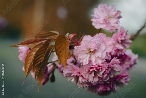 Double Pink Cherry Blossoms on Branch with Soft Bokeh Background