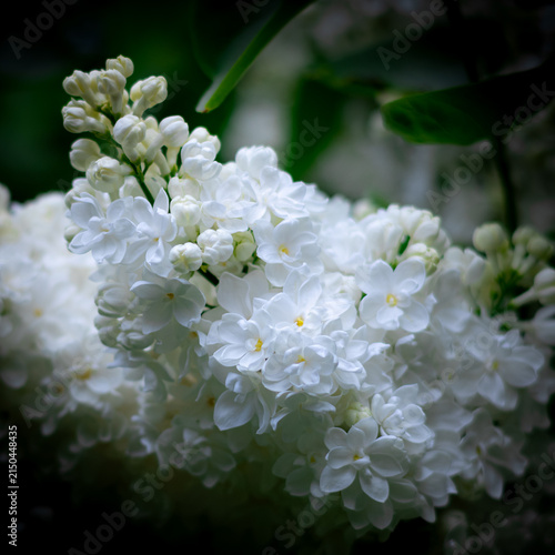 White Lilac Blossoms in Bloom with Soft Natural Background
