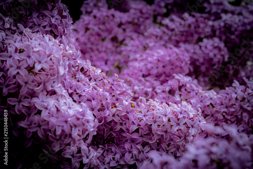 Blooming Purple Lilac Flowers in Spring Garden