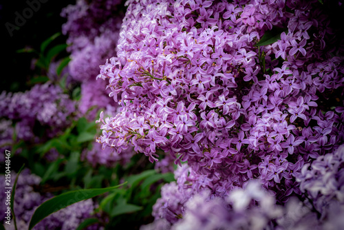 Blooming Purple Lilac Flowers in Spring Garden