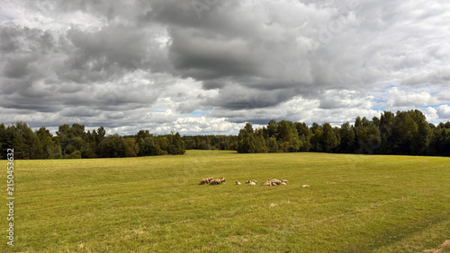 Sheep Grazing in a Wide Green Meadow Under Dramatic Storm Clouds