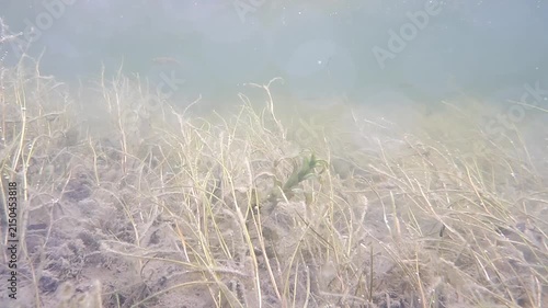 Threespine stickleback (Gasterosteus aculeatus) swim in the slow-moving current of Rabbit Slough, Alaska.