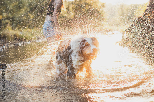 Australian Shepherd shaking water from its wet coat in a summer river at golden hour