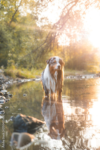 Wet Australian Shepherd standing in a shallow forest river at golden hour in summer