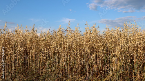 Golden oat field stretches beneath a vivid blue sky with scattered white clouds.