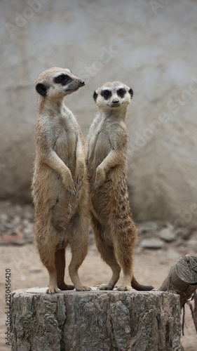 Fotografie Two meerkats standing upright and alert on a raised platform, looking upward in a naturalistic enclosure