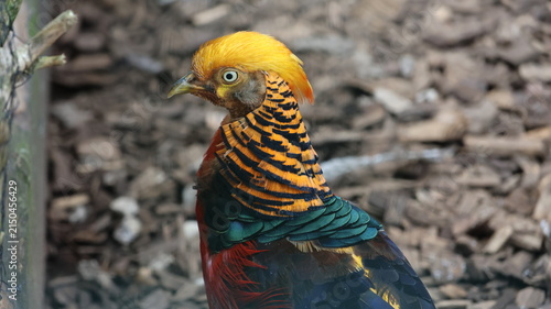 Close-up portrait of a golden pheasant displaying vivid golden, orange, red, green, and blue plumage