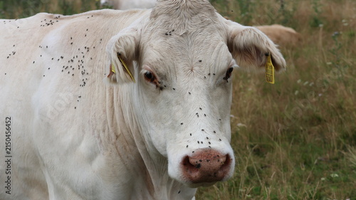 portrait of a white cow and numerous flies on its face and body.