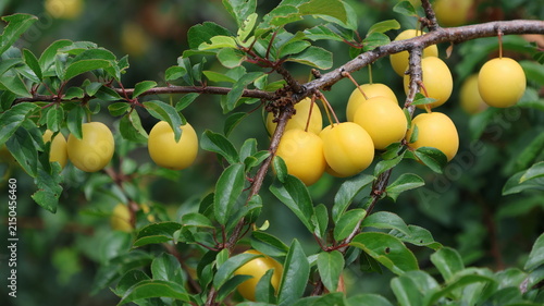 a deciduous tree with yellow fruit and green leaves
