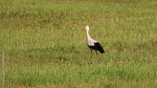 A white stork walks through a green grassy field in open space.