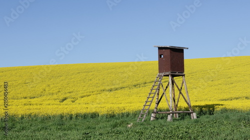 Wooden hunting blind stands beside a vast yellow rapeseed field under a deep blue sky,