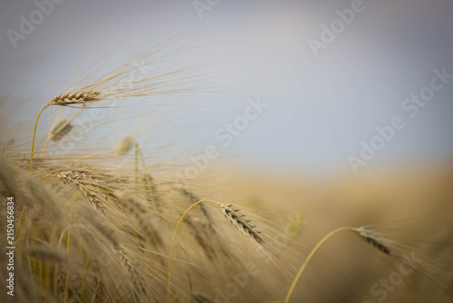 Canvas Print Golden barley field with delicate barley ears and soft blurred background