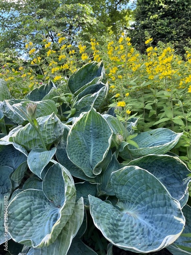 Foto blooming Hosta Blueberry ala mode with concave turquoise leaves and lysimachia vulgaris with yellow inflorescences in garden