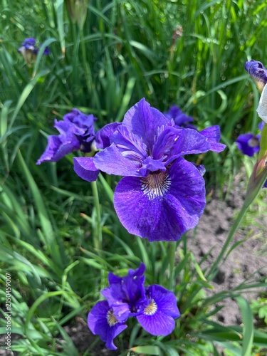 Cuadro en lienzo blooming Iris sibirica Shirley Pope with yellow and purple flowers