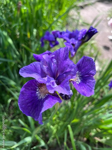 Obraz na płótnie blooming Iris sibirica Shirley Pope with yellow and purple flowers