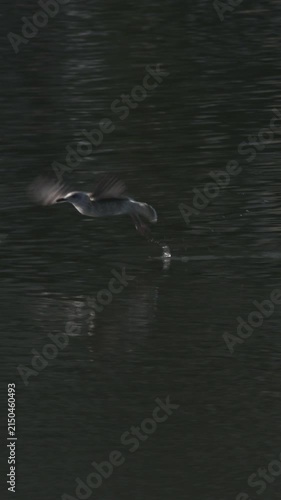 Seagull bird takes off flying from river water