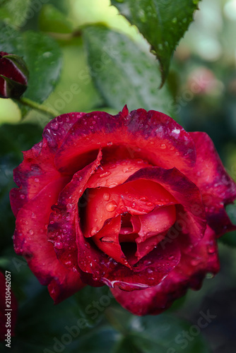 Red rose with bright petals, blooming in a summer park, close-up