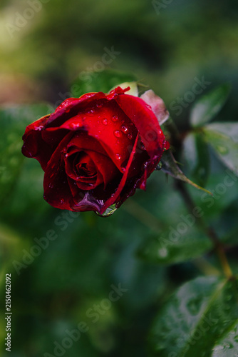 Red rose with bright petals, blooming in a summer park, close-up