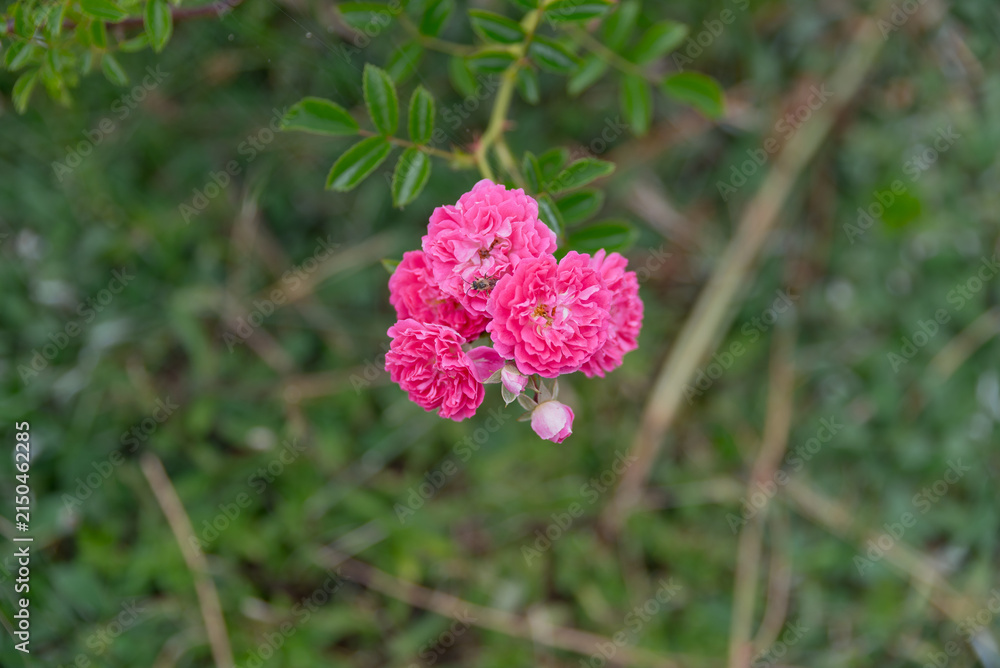 Fototapeta premium A cluster of vibrant pink flowers with ruffled petals, surrounded by green foliage. The flowers are small and delicate, adding color to the natural setting.
