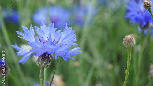 Quadro su tela purple flower, bachelor's button, corn flower, garden, flower in the garden