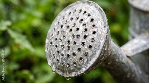 Close-up of a watering cans rose with water droplets, against a blurred green background.