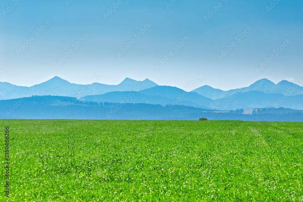 Fototapeta premium green grass and blue sky