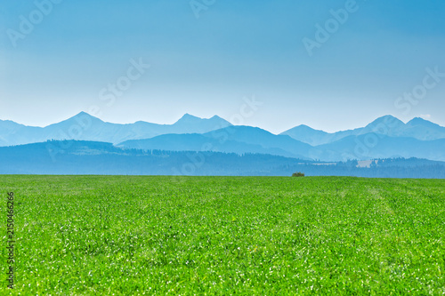 green grass and blue sky
