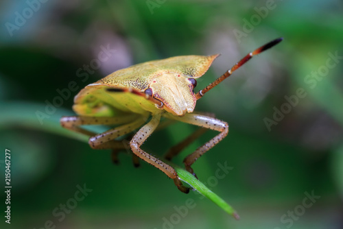 Stink Bug Climbing Green Grass Insect Macro Nature