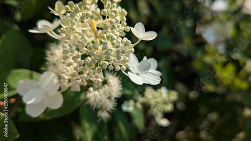 Close-up of a panicled hydrangea inflorescence 