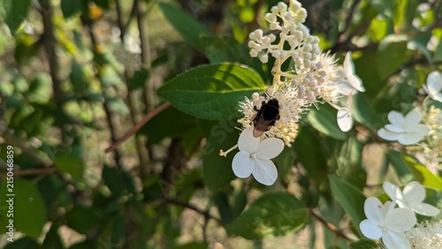 Close-up shot of a bumblebee gathering nectar on white viburnum flowers surrounded by green leaves in bright sunlight. Perfect for nature, entomology, and summer  