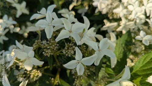 Close-up shot of delicate white flowers with four-petaled blossoms surrounded by lush green foliage. Beautiful natural background for summer, garden, and botanical themes