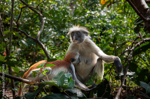 Photography Rare Colobus monkey with baby feeding from her teat in the trees found only in Z
