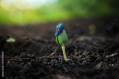 A tender sprout of the agricultural plant sunflower growing in a field. The plant reaches for the sun during its active growth period.