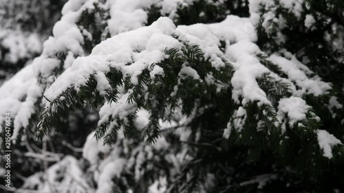 Close-up of evergreen fir branches covered with fresh white snow, creating a peaceful cold winter atmosphere