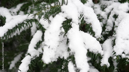 Snow-covered spruce tree branches gently swaying in the wind during winter