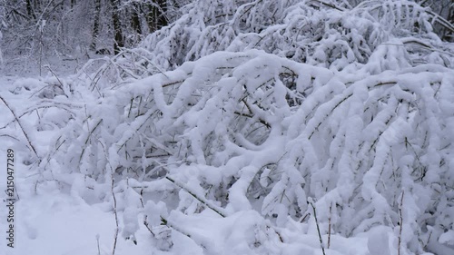 Close-up of evergreen fir branches covered with fresh white snow, creating a peaceful cold winter atmosphere